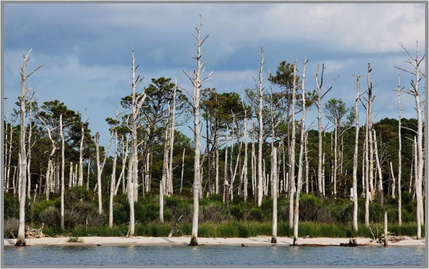 Ghost forest composed of dead loblolly pine trees