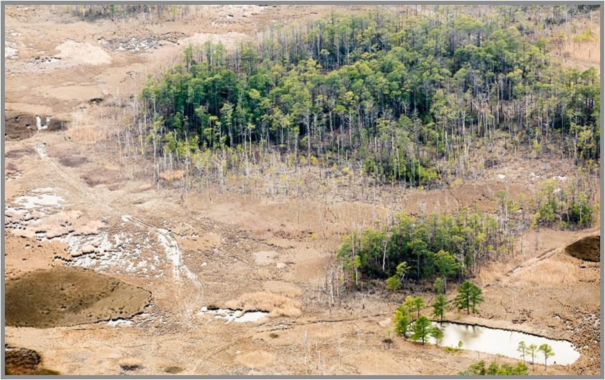 Forested land transitioning to saltmarsh