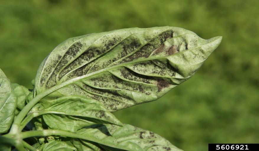 basil leaf infected with basil downy mildew