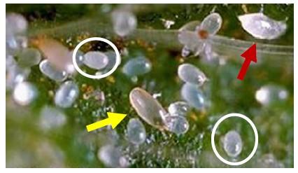 Fig. 1 Adult female cyclamen mite (yellow arrow), eggs (white circles) and larva (red arrow, right corner). Photo by UC Statewide IPM Project, 2000 Regents, Univ. California