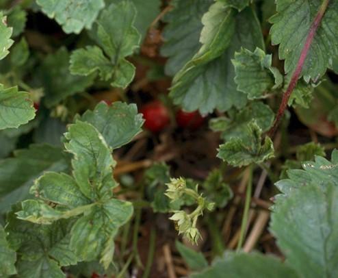 strawberry plant with cyclamen mite damage