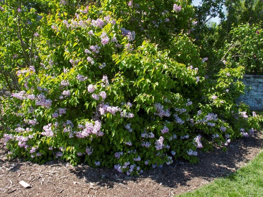 prune lilac shrubs regularly to main their form and vigor