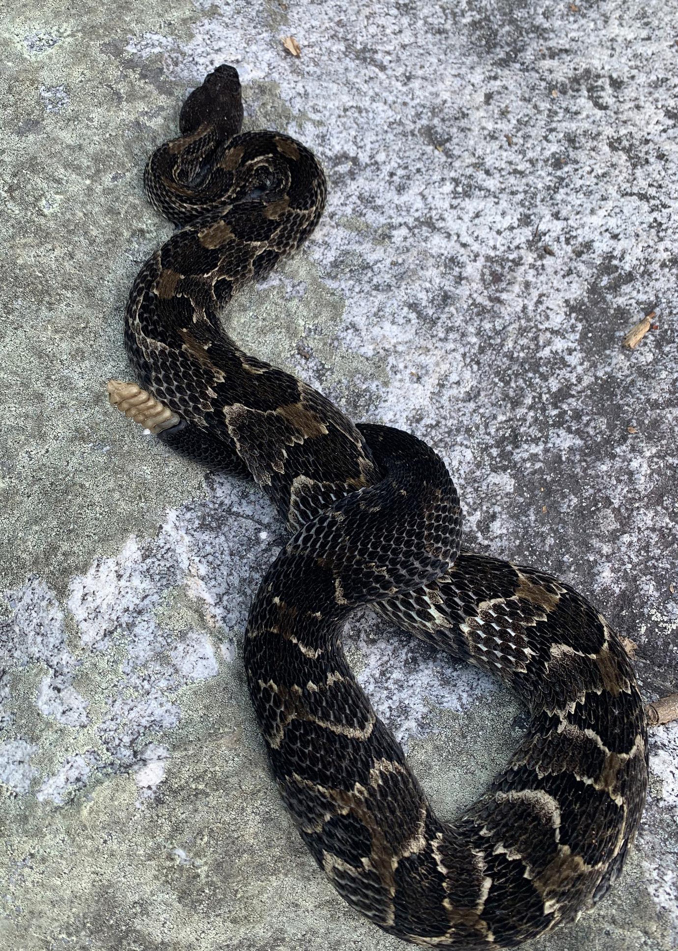 Black phase Timber Rattlesnake in Frederick County, MD. Photo © james-scanio, iNaturalist.org. 