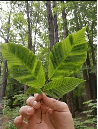 Alternate banding on beech leaves indicating Beech Leaf Disease