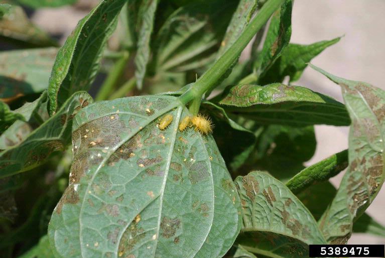 A dry bean leaf infested with larvae of the Mexican bean beetle. 