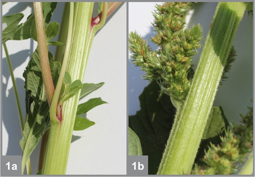 Hairless stems of mature Palmer amaranth (a) vs hairy stems of smooth pigweed (b).