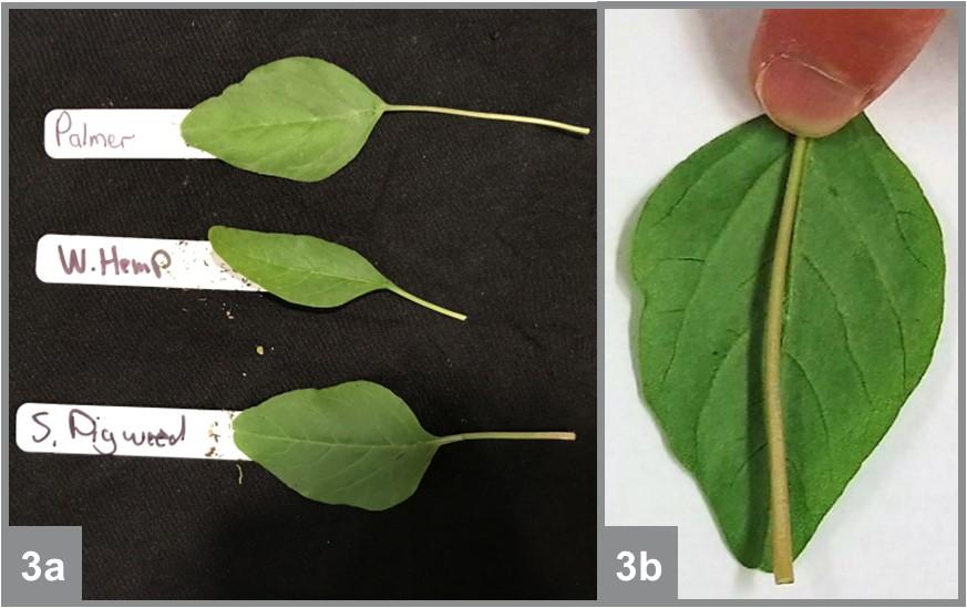 Leaves of Palmer amaranth waterhemp and smooth pigweed (a). Palmer amaranth petioles are often as long as or longer than the leaf itself (b)
