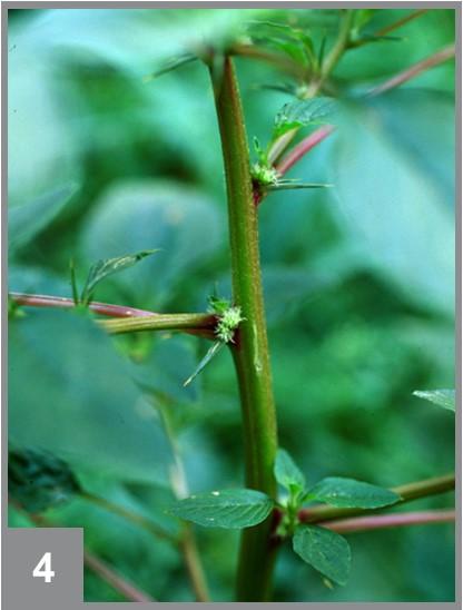 Spines at the base of the stems on spiny amaranth.