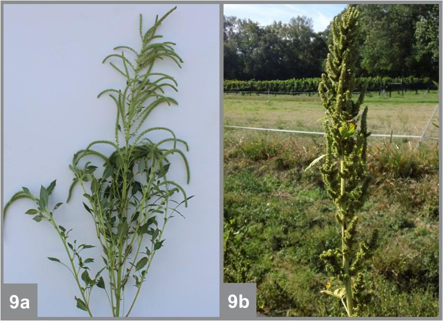 Terminal flower spikes of Palmer amaranth (a) are typically longer than those of other pigweed species, such as redroot pigweed (b).