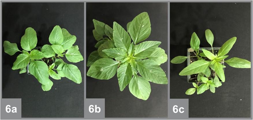 The leaves of smooth pigweed (a) typically have a wavy appearance compared to Palmer amaranth (b) and waterhemp (c).