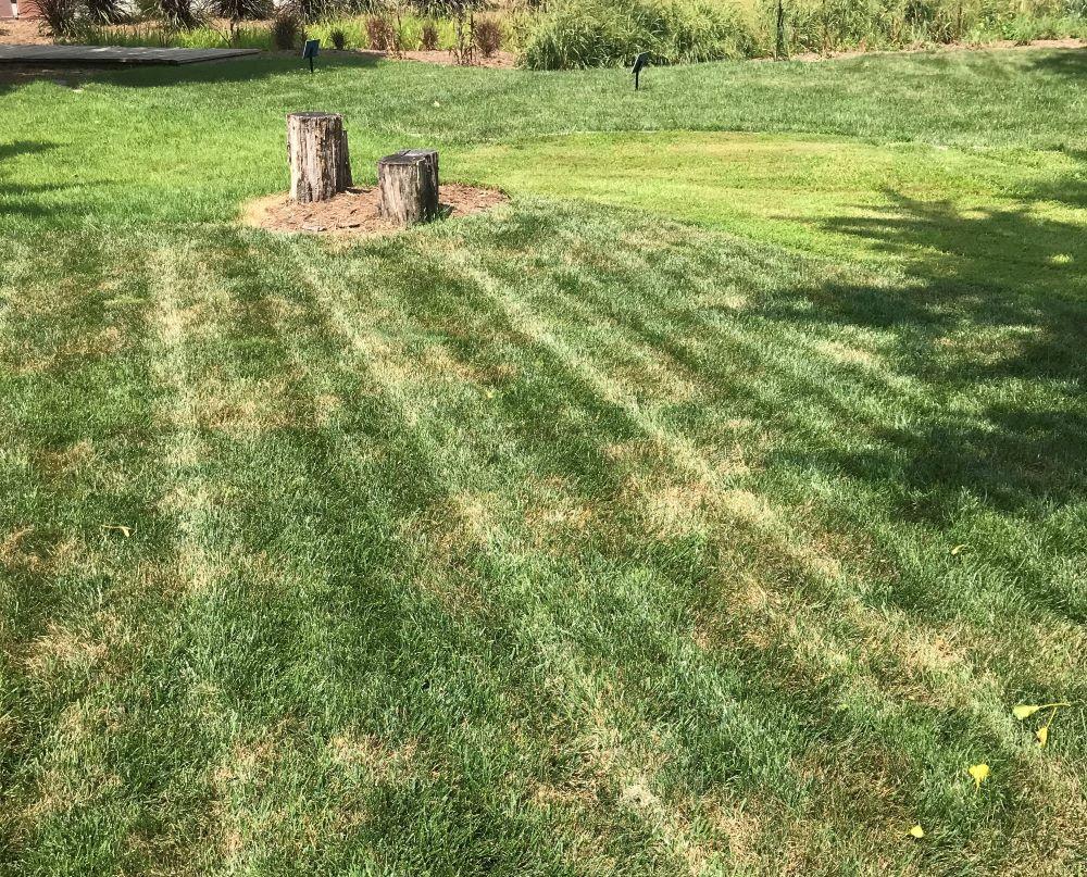 home lawn with a disease called brown patch