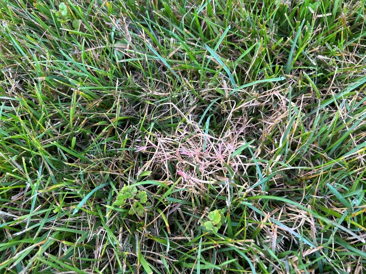 dead area in a home lawn - grass blades look red or pink - red thread disease