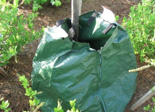 at the base of a young tree a watering bag is in place
