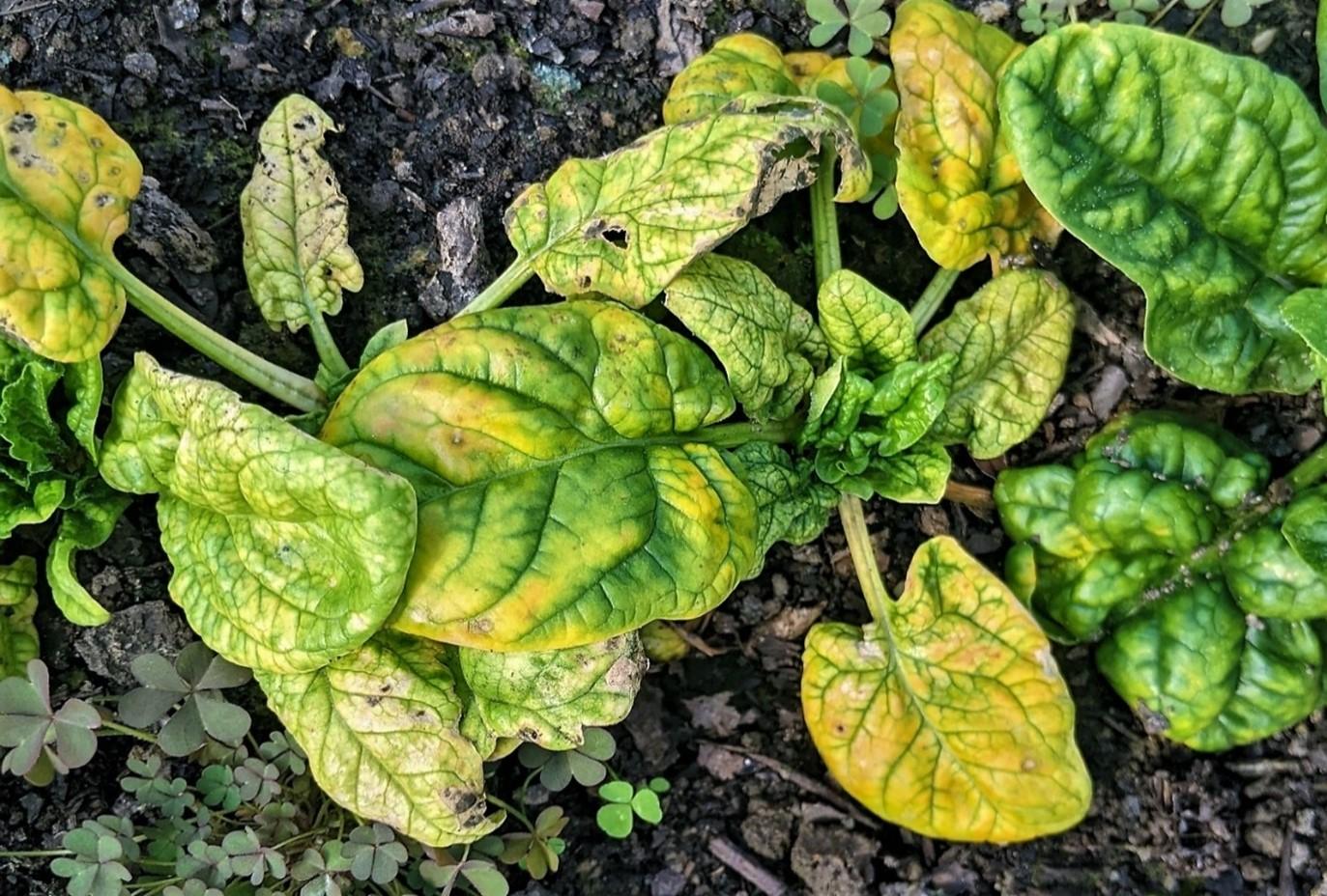 Infected spinach