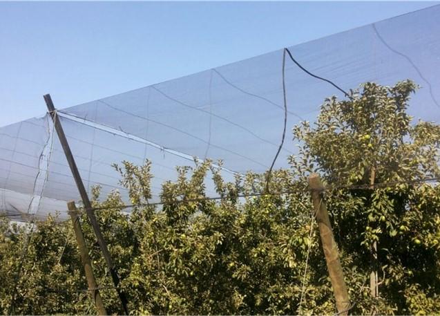 Protective nets over apples trees 