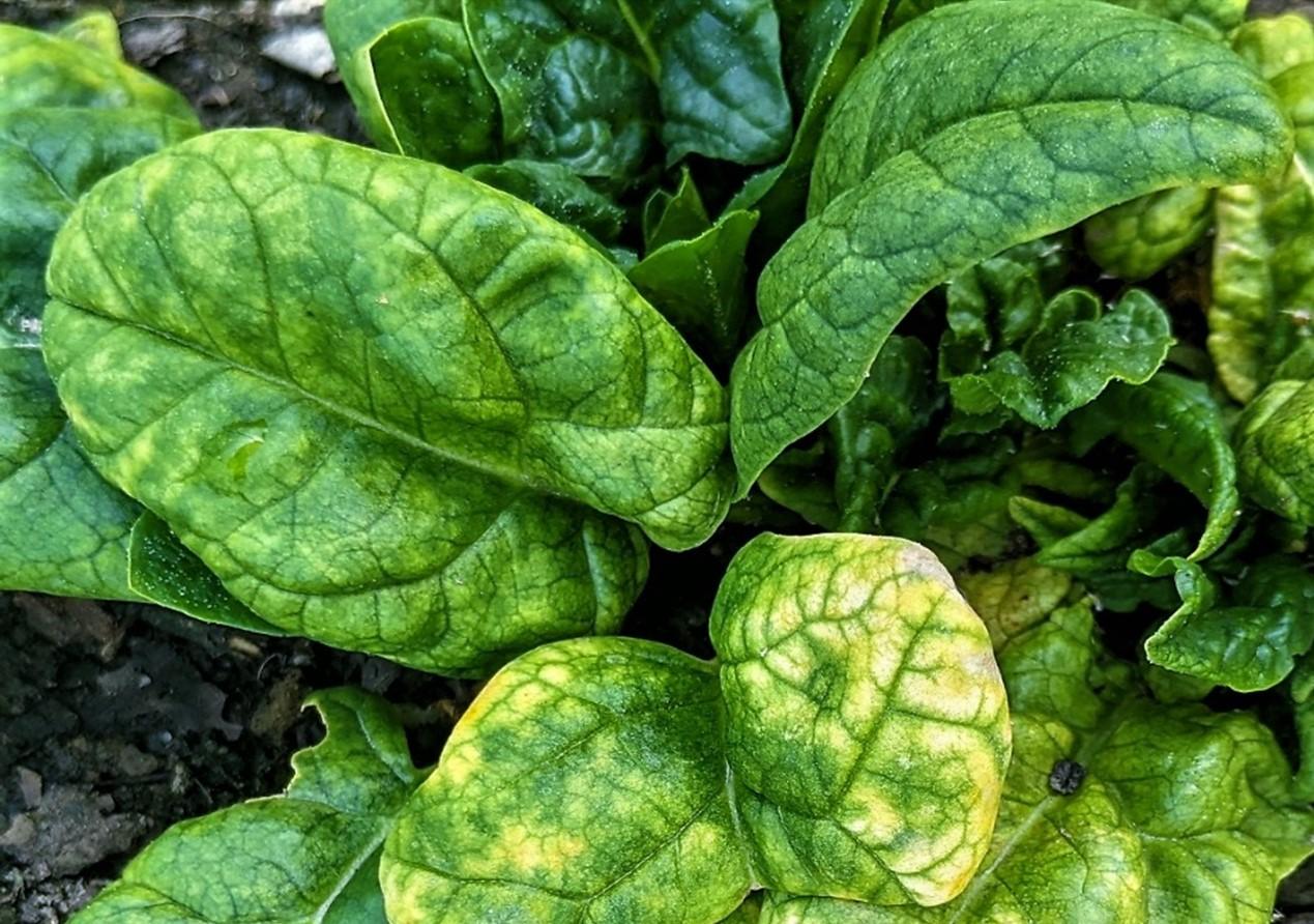 Yellowing and puckering of spinach leaves infected with CMV.