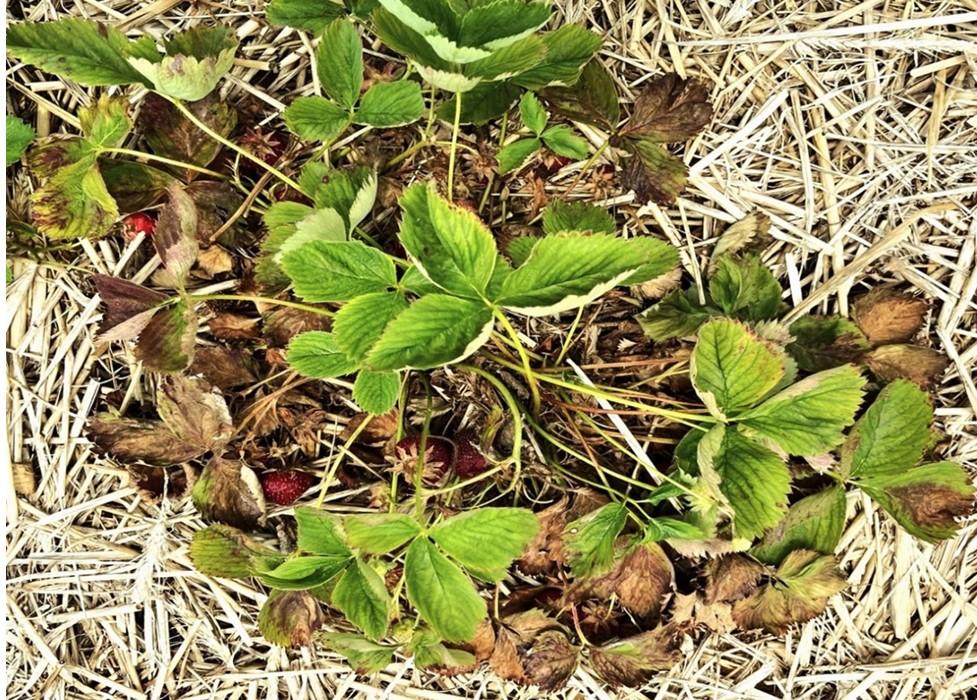 Black Root Rot in Strawberry plant