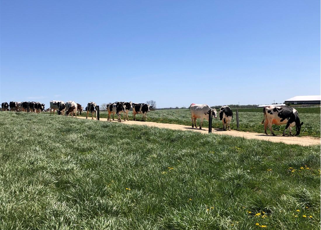 Dairy cattle walking down a farm lane