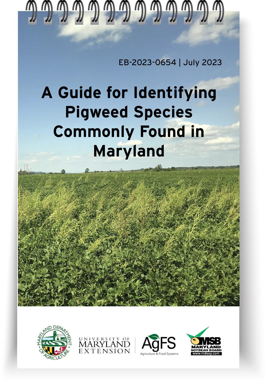 Cover page for EB-2023-0654, field with pigweed 