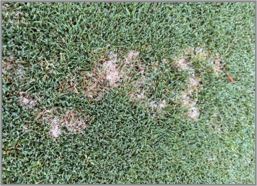 Mycelium pathogen on turfgrass