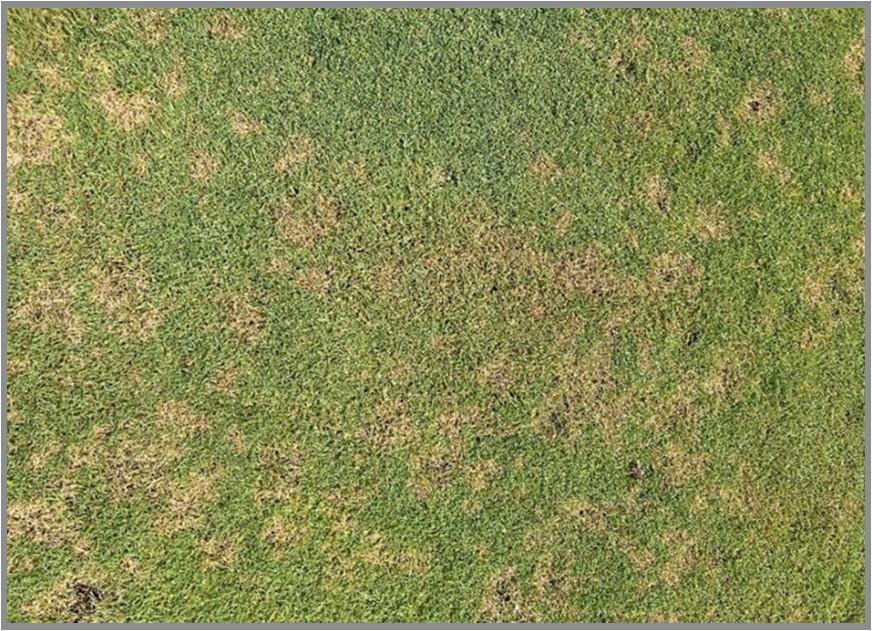 Dollar spot disease on turfgrass