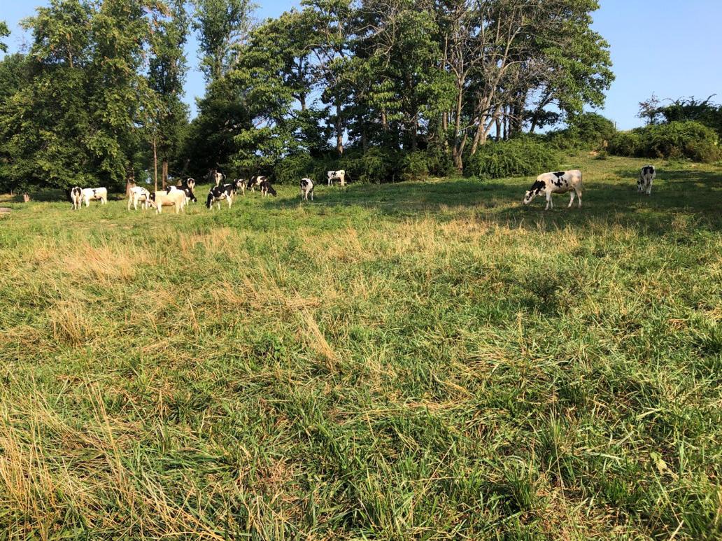 Pregnant heifers grazing cool-season pature.
