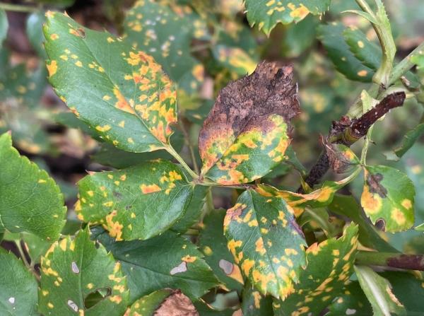 yellow and orange spots on rose leaves - rose rust symptoms