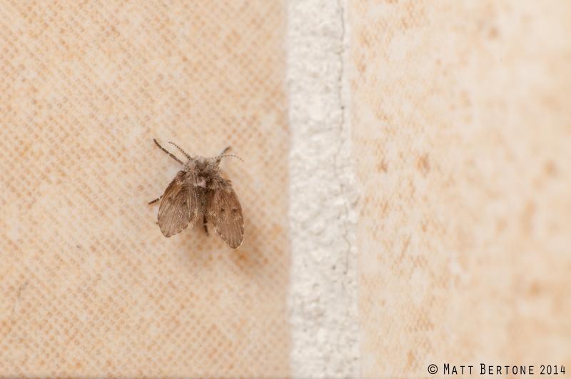 small dark fly found near drains and moist areas - drain fly