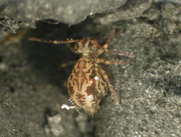 very small brown insect - globular springtail