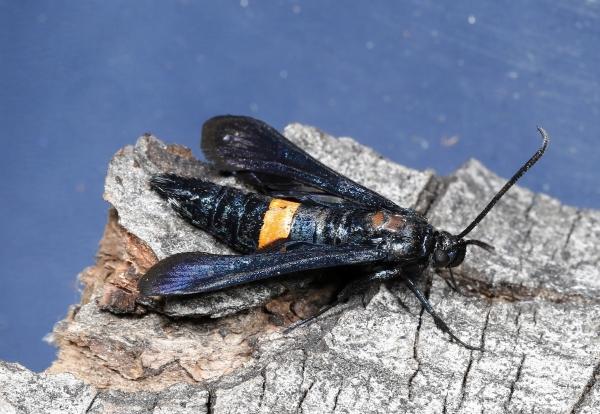 insect with dark wings and dark body with a orange band - this is an adult peachtree borer moth female