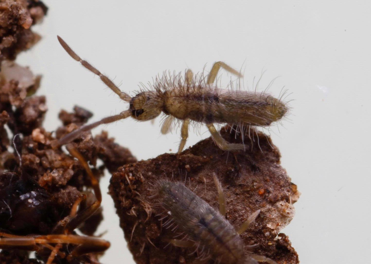 small insects found in moist area indoors - springtails