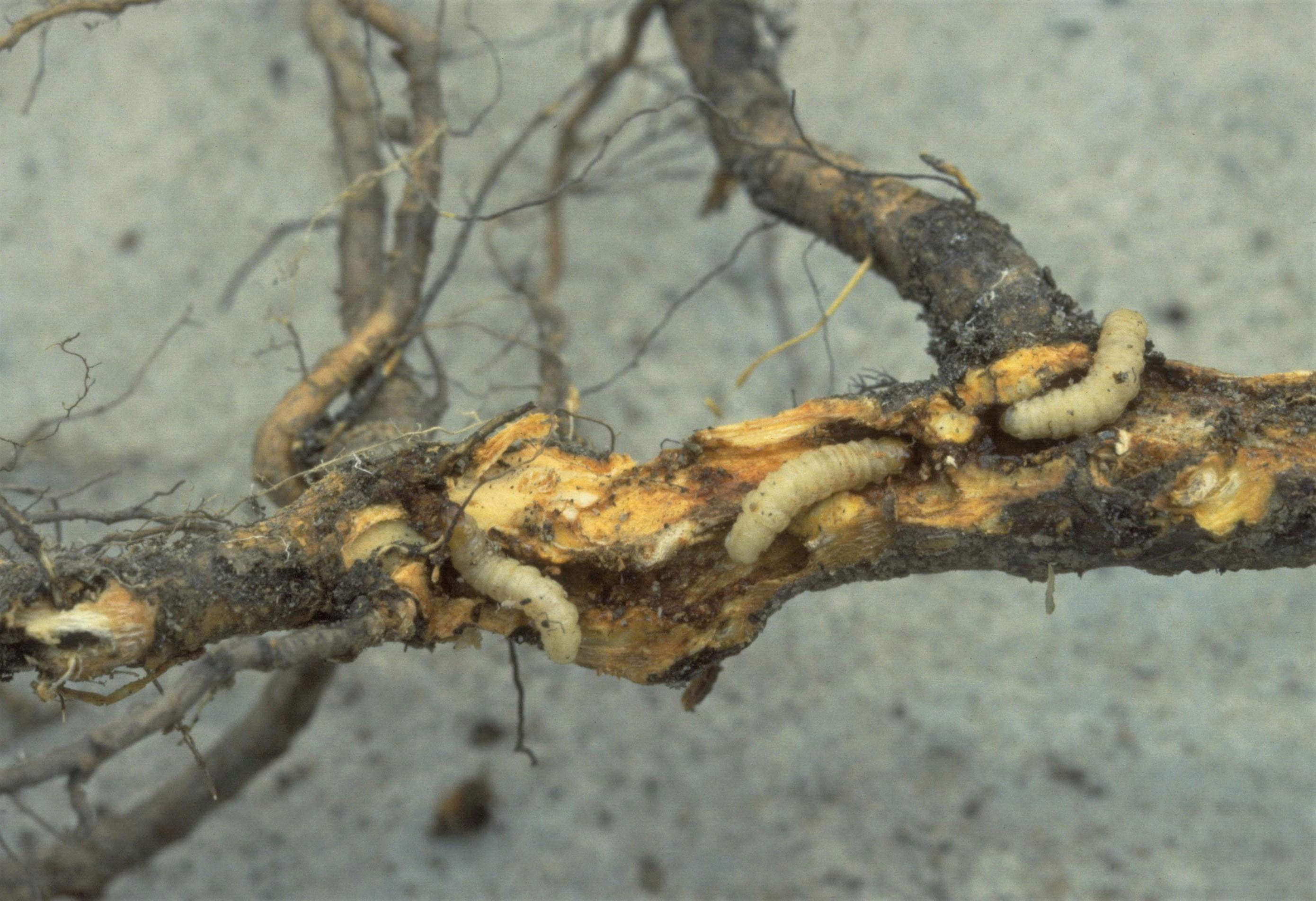 caterpillars eating holes in a wooden branch - peachtree borers