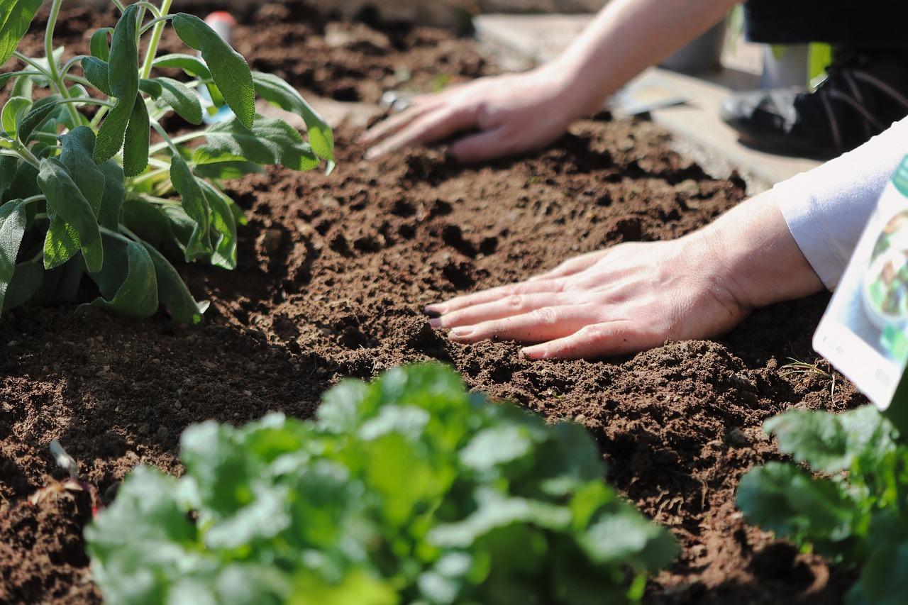 two hands are touching soil in a garden - how to determine the quality of your soil with a soil test