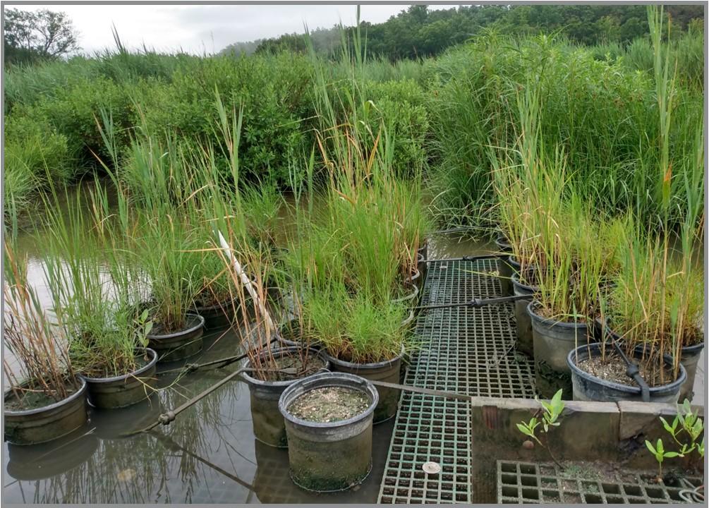 Marsh organ setup with native plants.