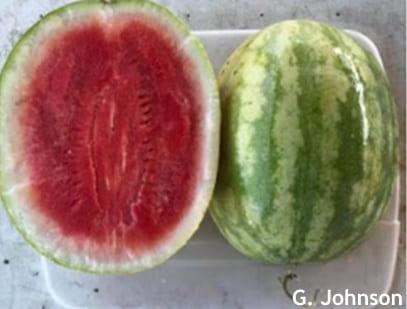 Watermelon that did not fully ripen. Note excess white rind. Image by G. Johnson