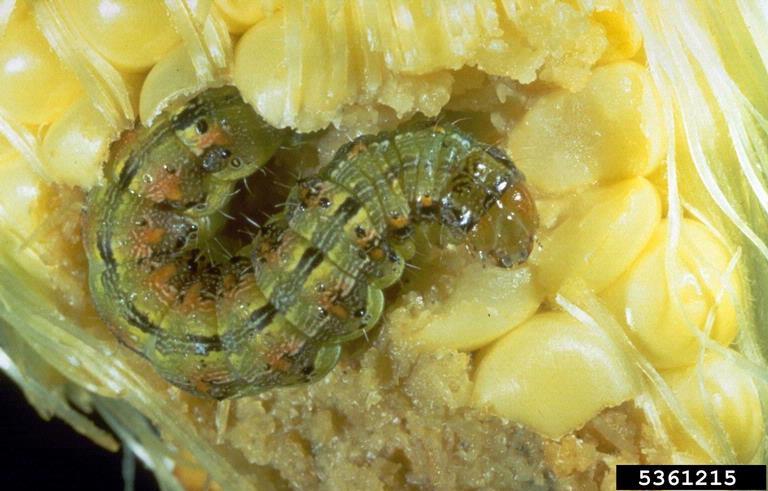 Corn earworm larva (Helicoverpa zea) near tip of an ear of field corn. 