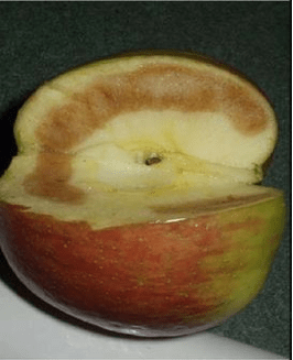 Soggy breakdown observed within Honeycrisp apple.