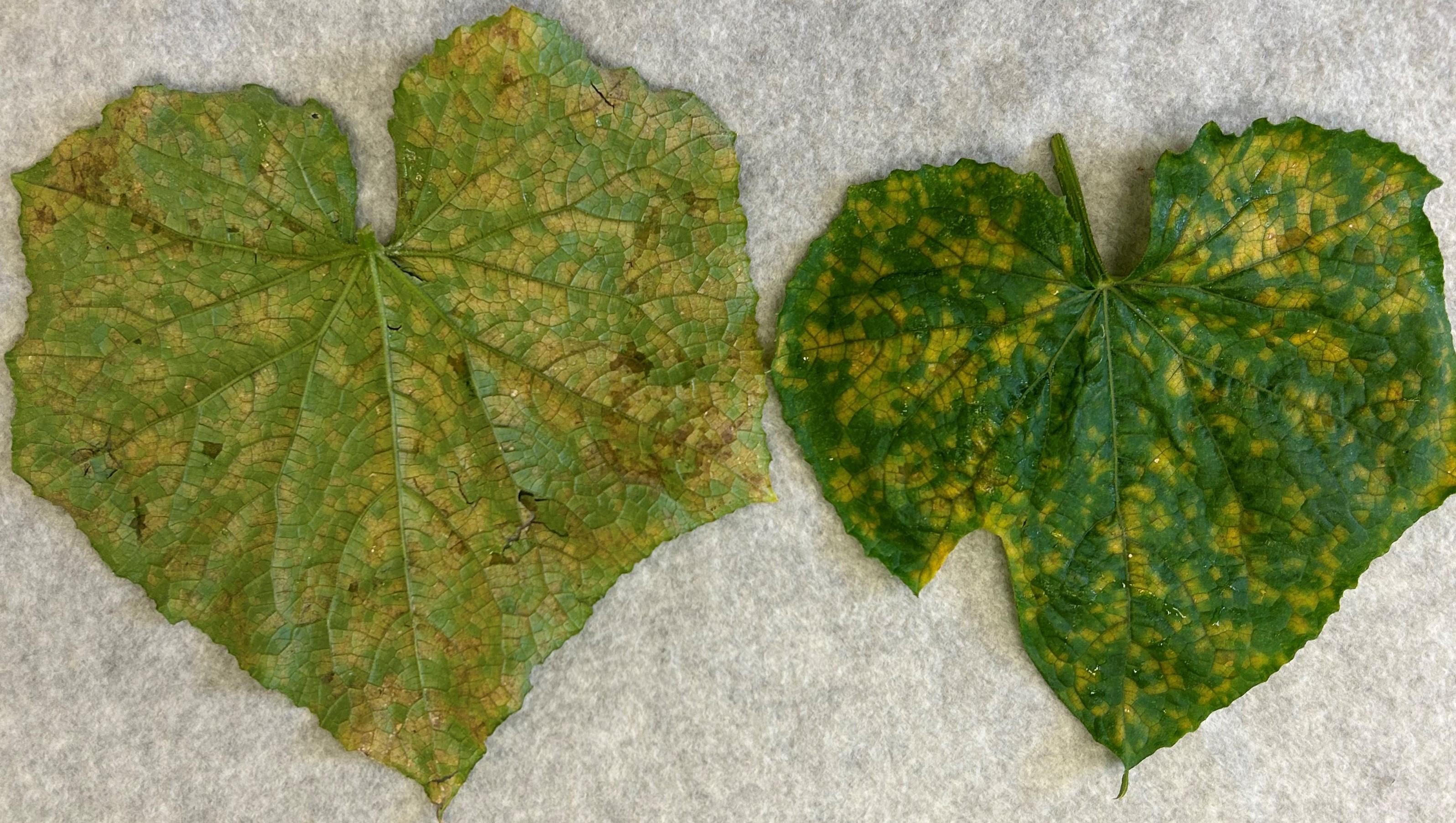 yellow and brown spots on cucumber leaves