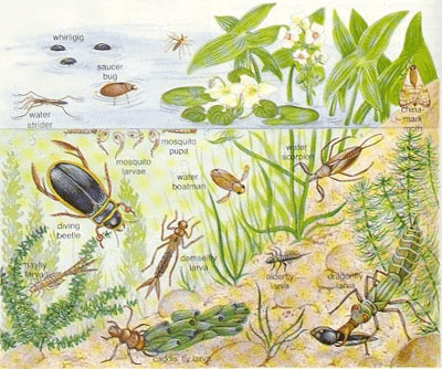 an illustration of the diversity of insects found in and near water - these insects are beneficial and help filter water