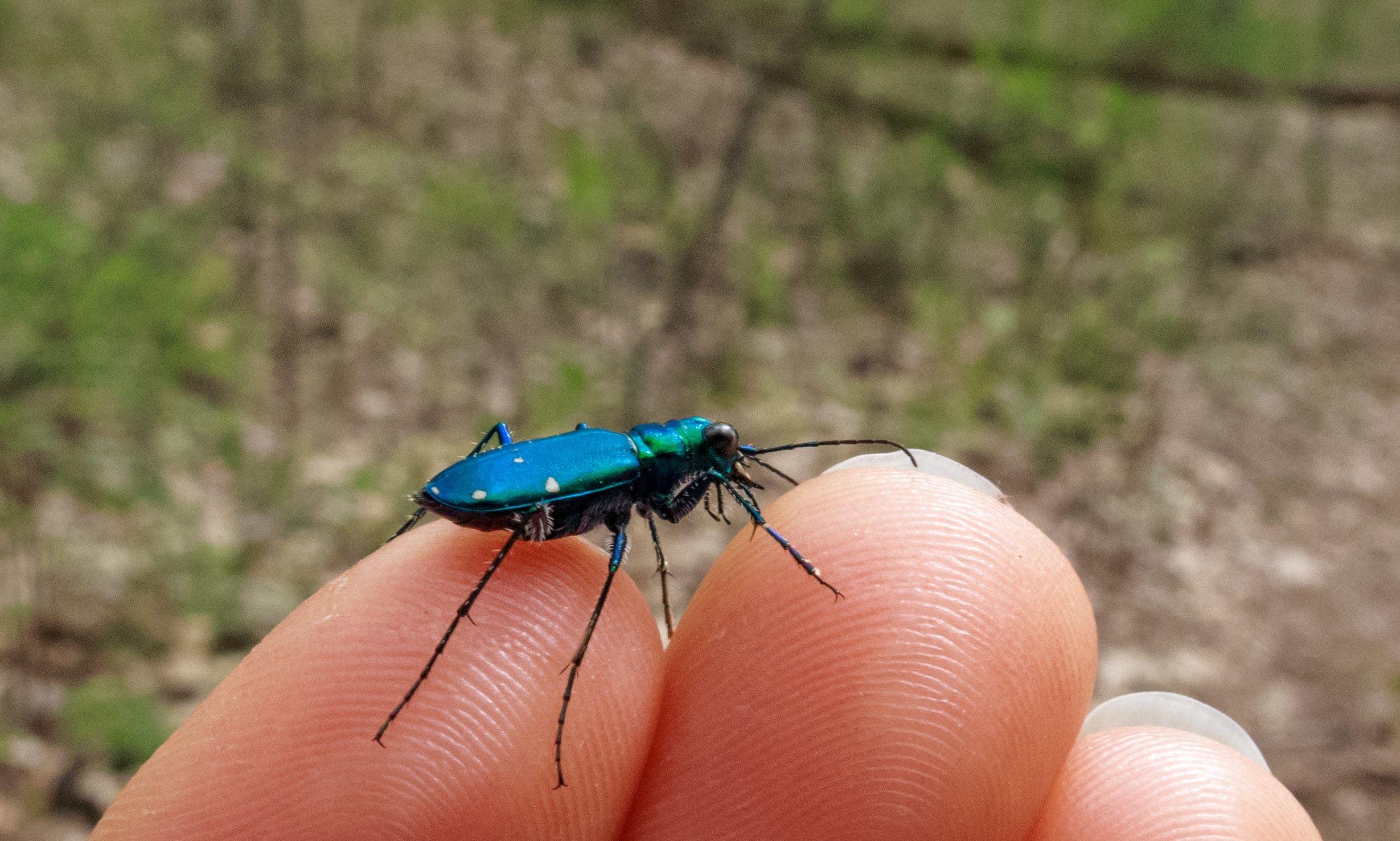 a green beetle with six white spots is resting on a human hand - this is a non-harmful insect