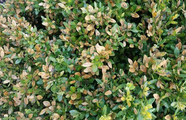 damaged boxwood leaves are brown and have mines inside
