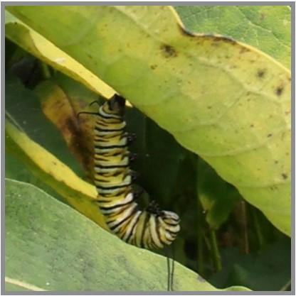 Caterpillar hanging in a “J” shape