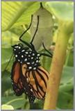 Newly hatched monarch butterfly. Photo by Vicki Stone