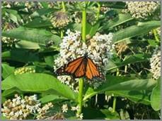 Common milkweed and a monarch butterfly