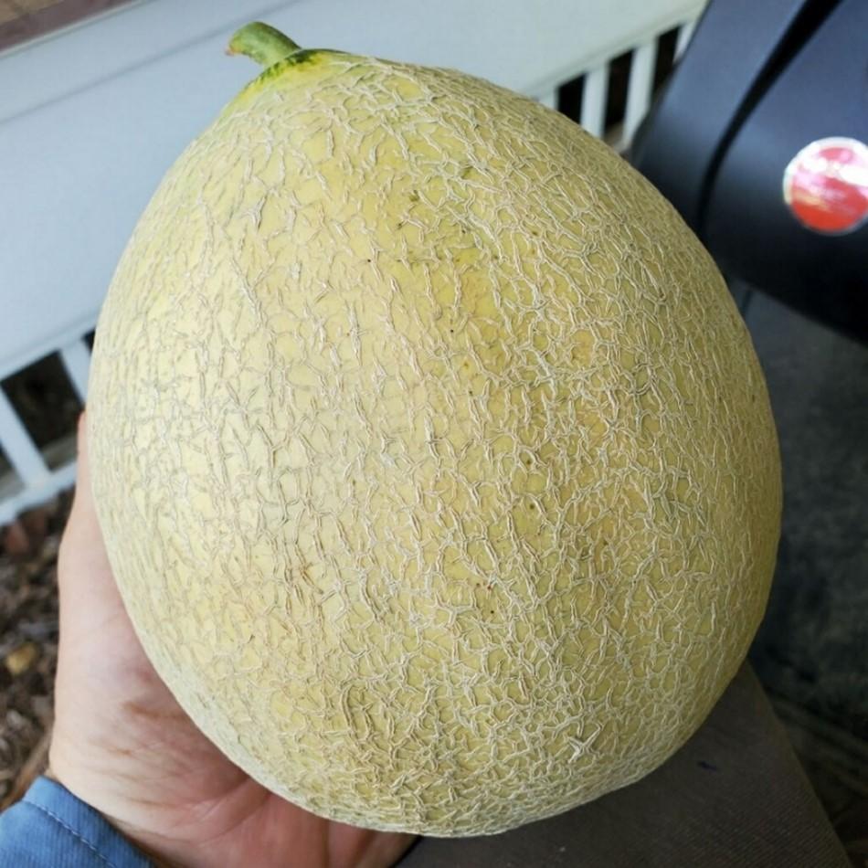 Cantaloupe with damaged flesh