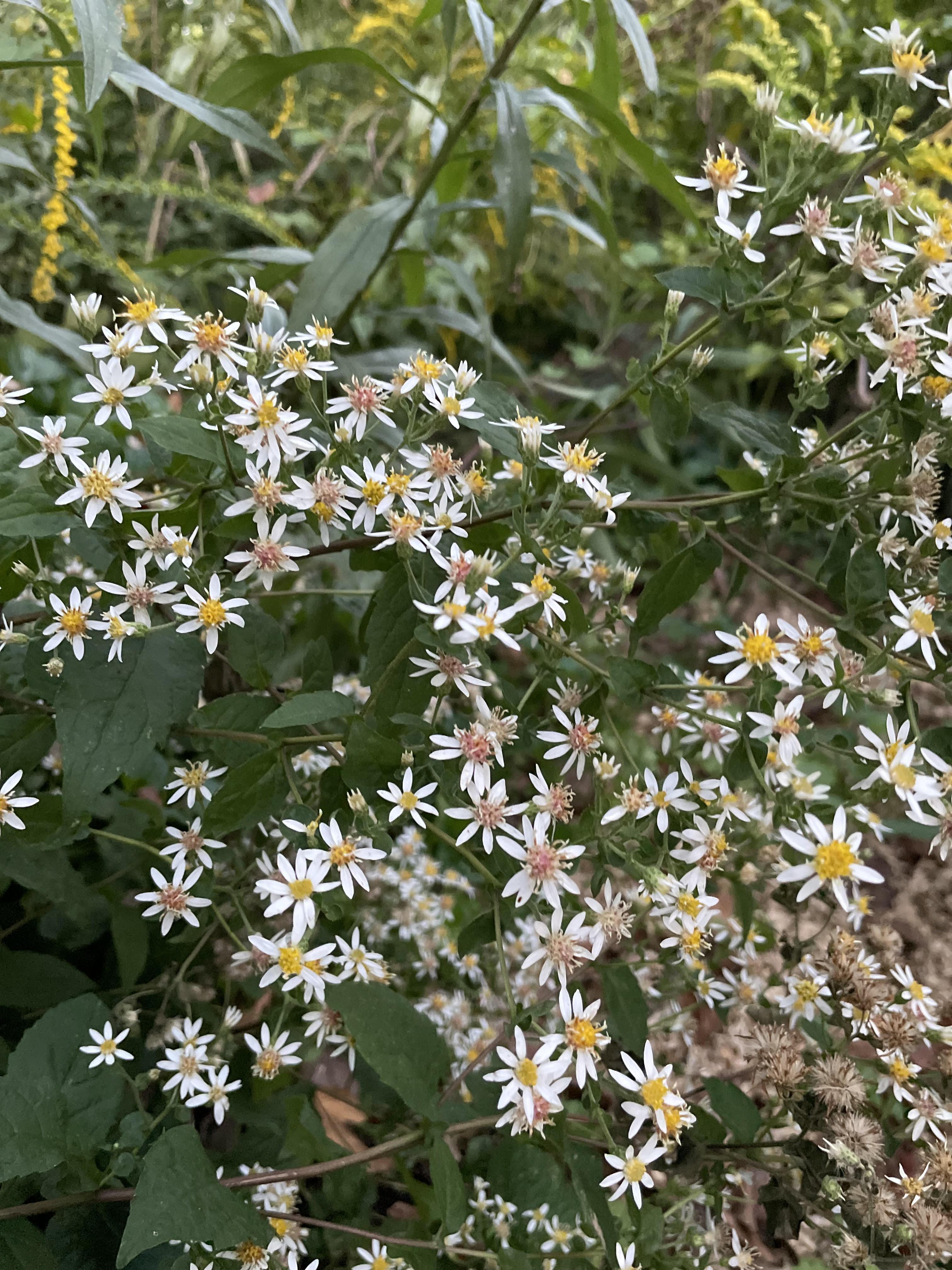 small white flowers of aster plant in bloom - native white wood aster