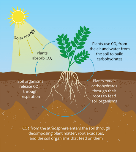 an illustration of how the carbon cycle works 