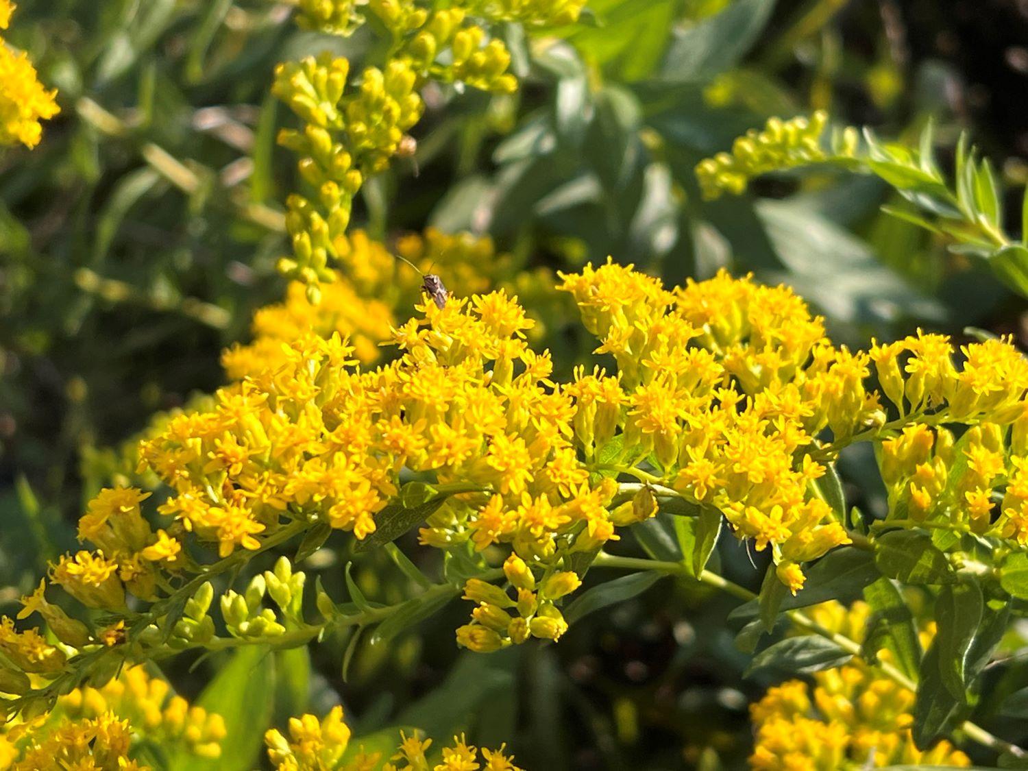 yellow spray of flowers - goldenrod