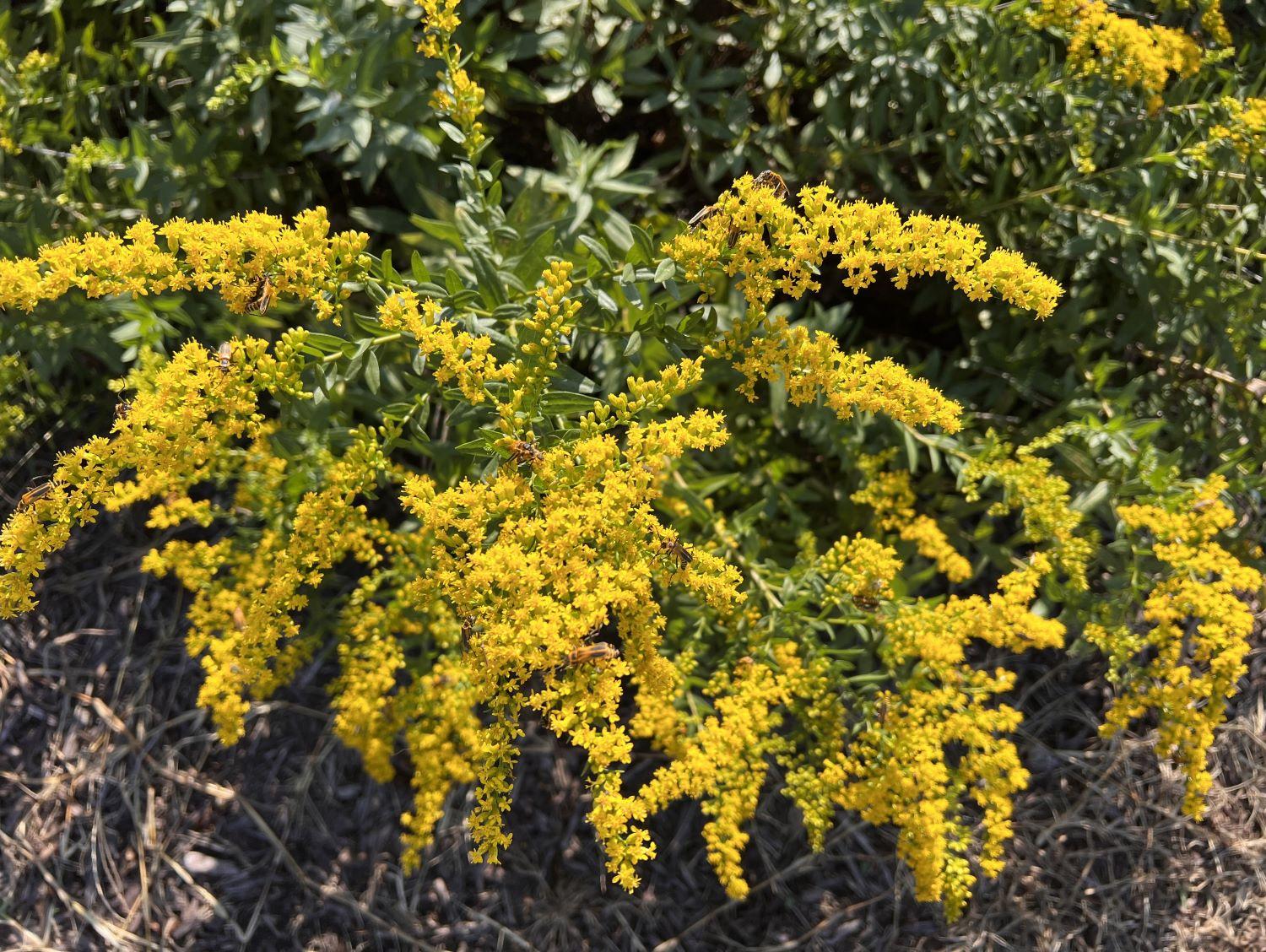 a spray of yellow flowers - fireworks goldenrod