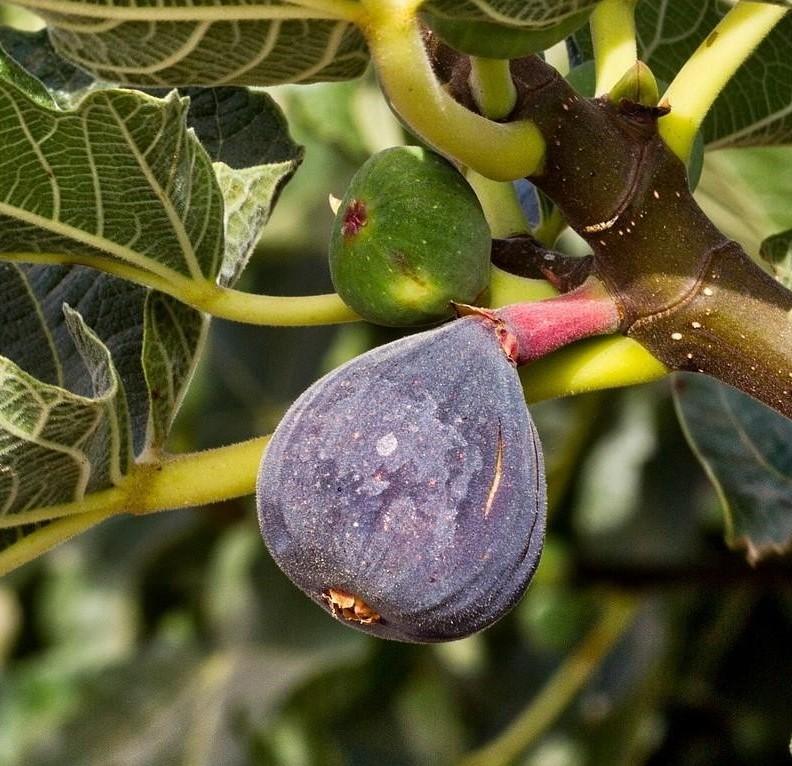 ripe fig fruit on a tree